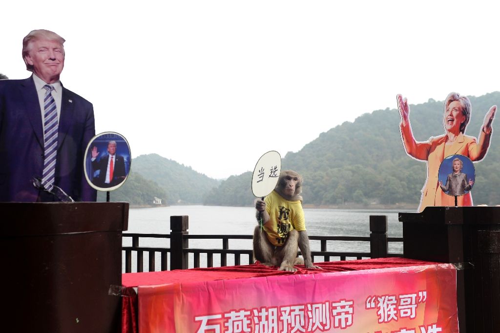 A monkey holds a fan with Chinese characters for “elected” as it sits between cardboard cutouts of US presidential candidates Donald Trump and Hillary Rodham Clinton before making a selection intended to predict the result of the US election at a park in Changsha, China, yesterday. The monkey chose Trump. - AFP