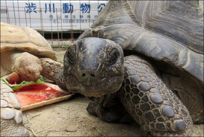 Giant tortoise Japan Abuh