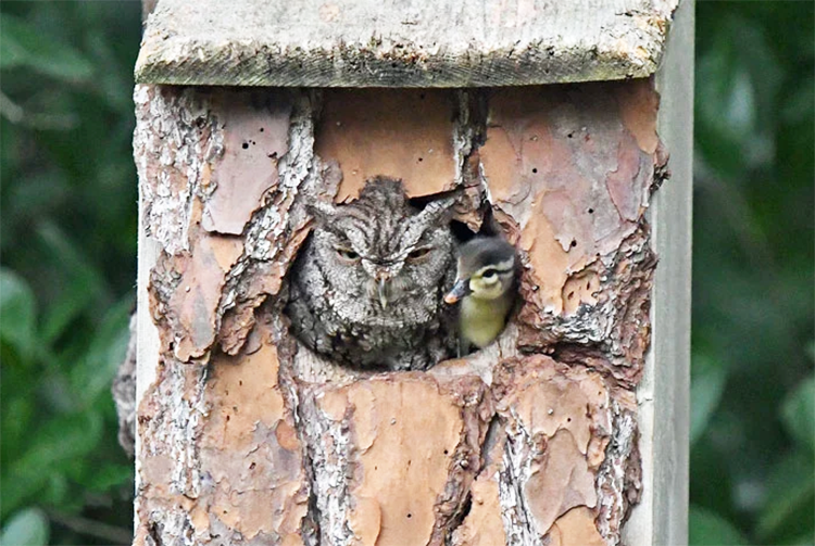 Duckling, owl, screech owl, 