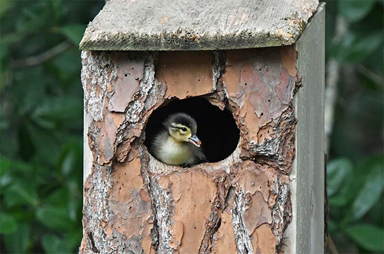 Duckling, owl, screech owl, 