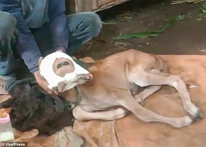 Mutant calf baby cow two heads Indonesia