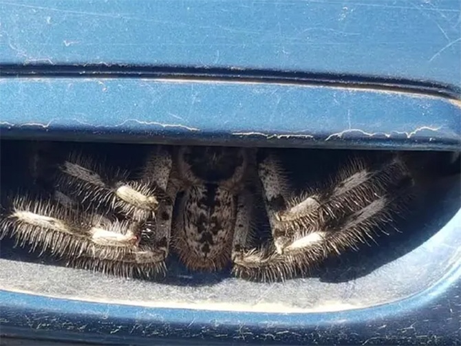 woman driving huge spider door handle arachnid