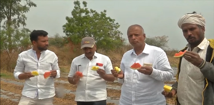 indian-farmers-growing-yellow-fleshed-watermelon-which-they-claim-taste-sweater-then-custom-ones