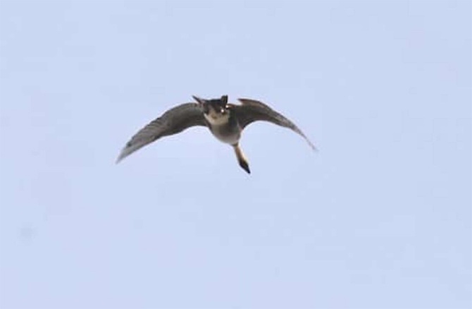 strange photo flying cat hawaiian goose nene