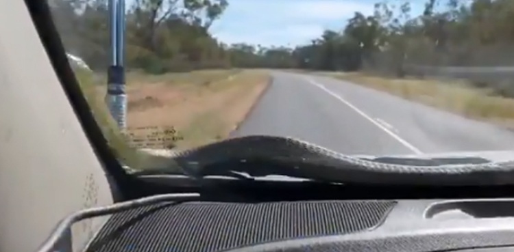 video snake car windshield road trip